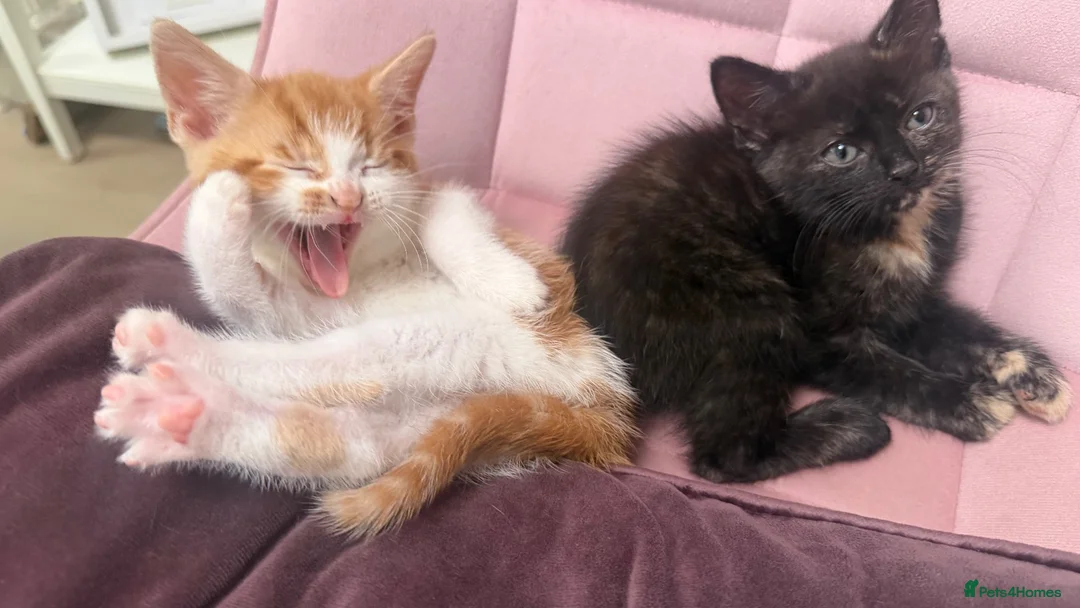 Domestic Shorthair cats for sale:  Gorgeous Ginger & White Male Kitten  - Advert 9