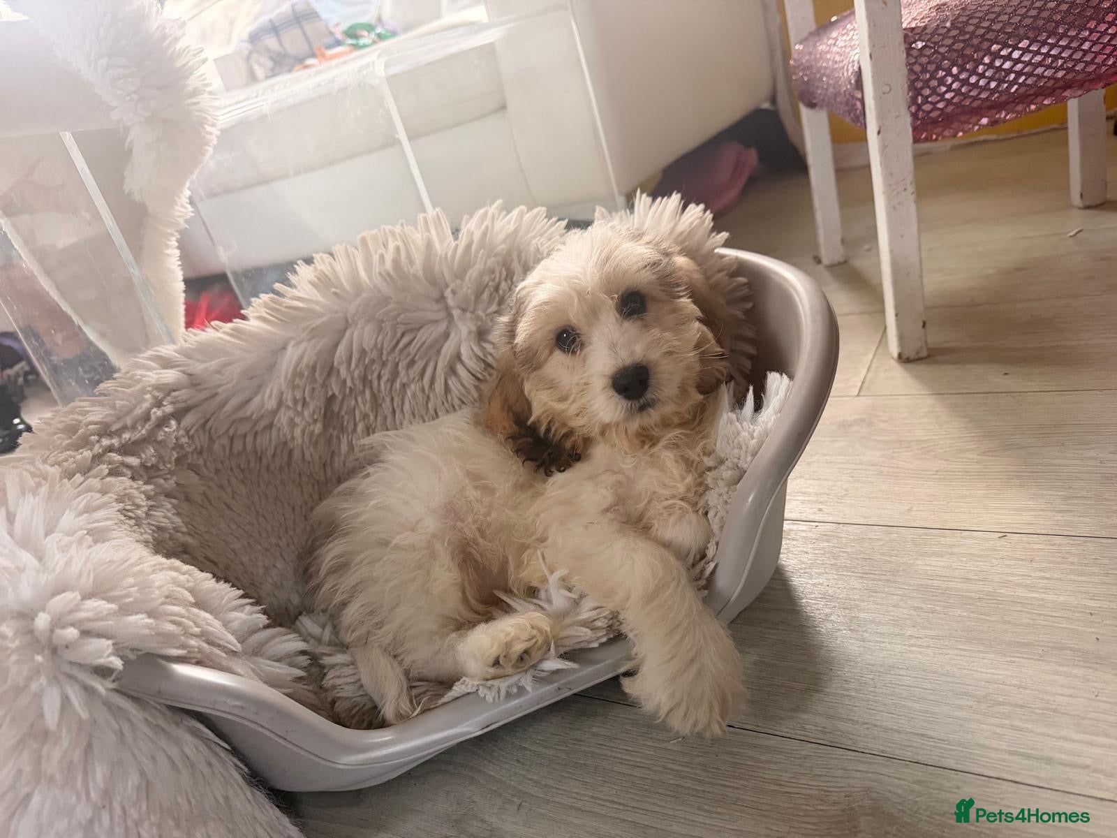 Cockapoo dogs F1 Cockapoo Puppies  - Advert 1
