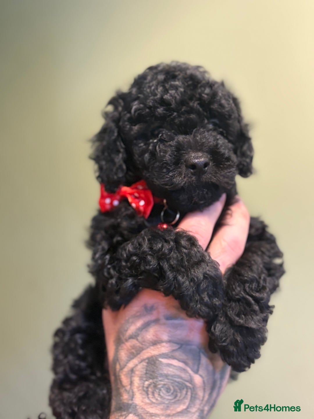 Shihpoo dogs for sale: Adorable F1B Shihpoo puppies ready NOW 🐾🐕🤍 - Image 1