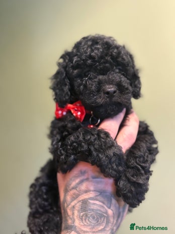 Shihpoo dogs - Advert 3