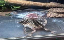 Dragon reptiles for sale: Frilled Lizard, female, experienced keeper only  - Image 4