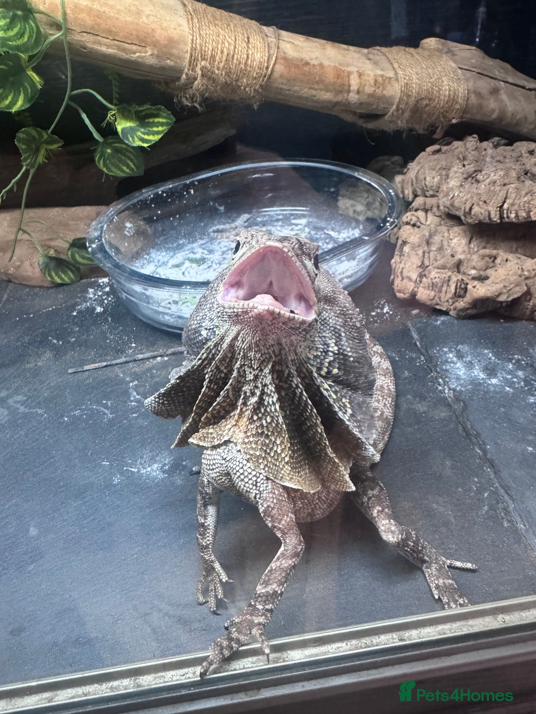 Dragon reptiles for sale: Frilled Lizard, female, experienced keeper only  - Image 4