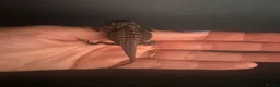 Bearded Dragon reptiles for sale: 100% red monster bearded dragon babies🐉 - Advert 17