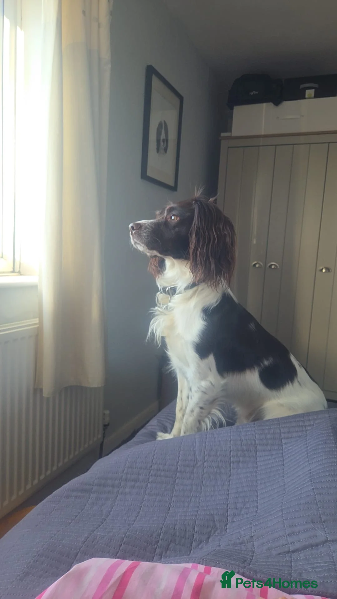 English Springer Spaniel dogs for sale: Gorgeous Working Springer Spaniel Pups! - Advert 13