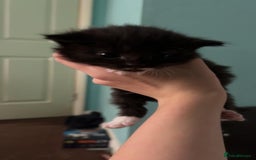British Shorthair cats for sale: 2 sets of kittens for sale  - Image 8