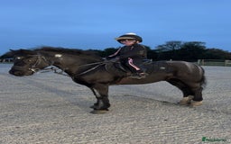 Riding pony horses for sale: 12.2hh All rounder pony  - Image 4