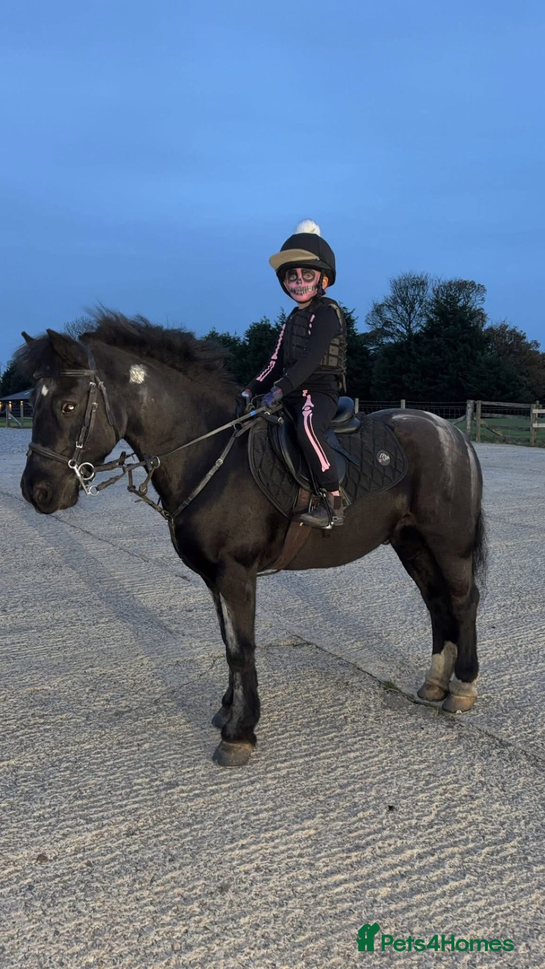 Riding pony horses for sale: 12.2hh All rounder pony  - Image 4