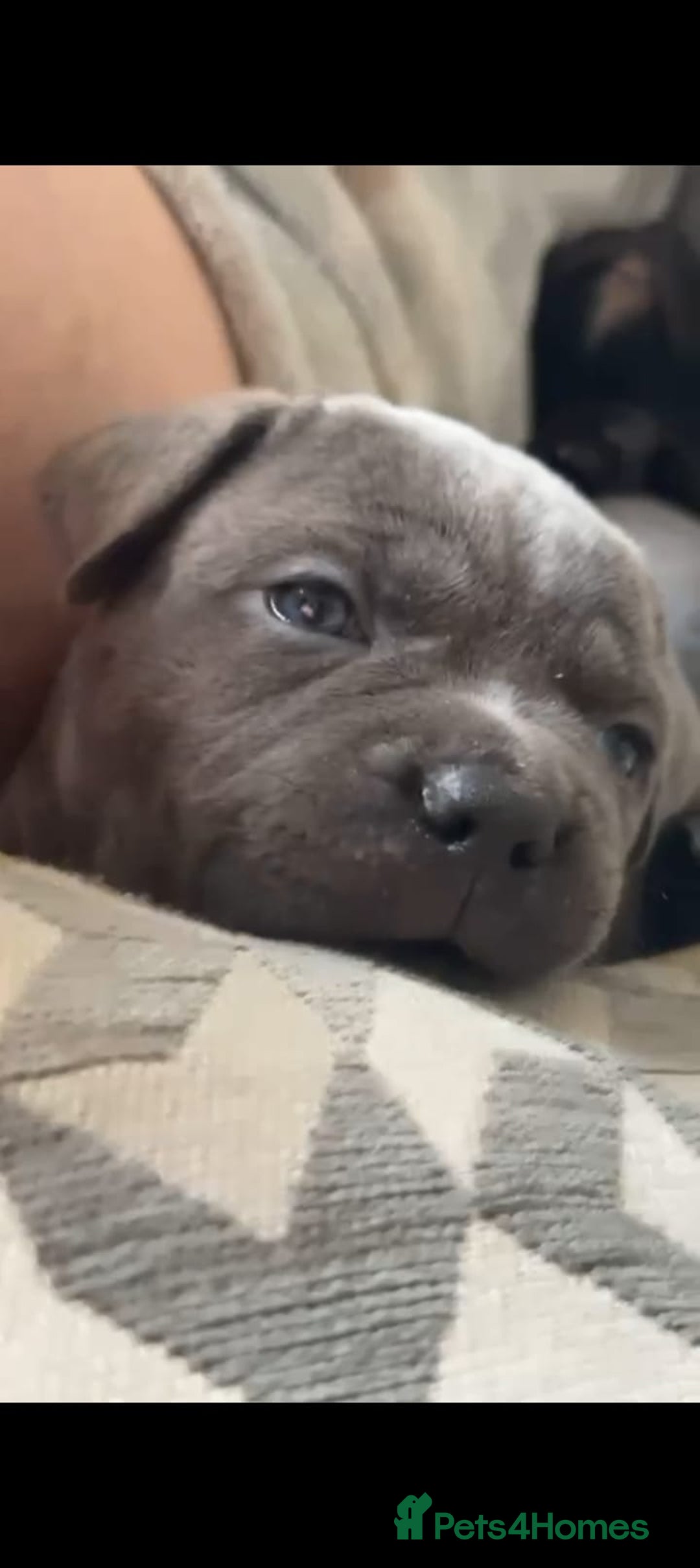 Mixed Breed dogs for sale: American pocket Corso puppies  - Advert 7