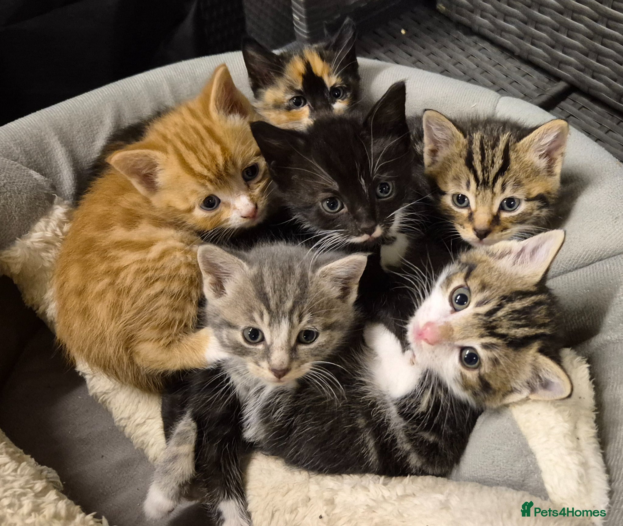 Mixed Breed cats 6 lovely kittens - Advert 1