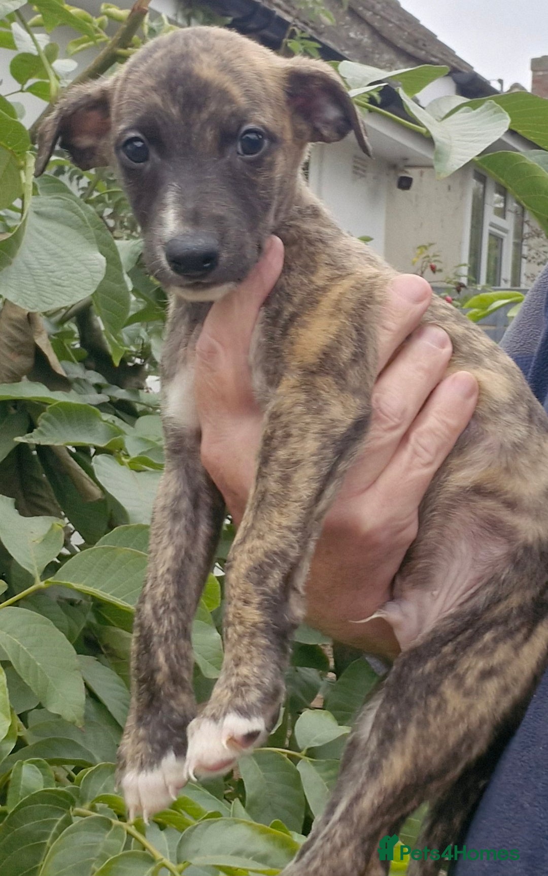 Whippet dogs for sale: Five Star KC Whippet BOY - Reduced! - Image 10