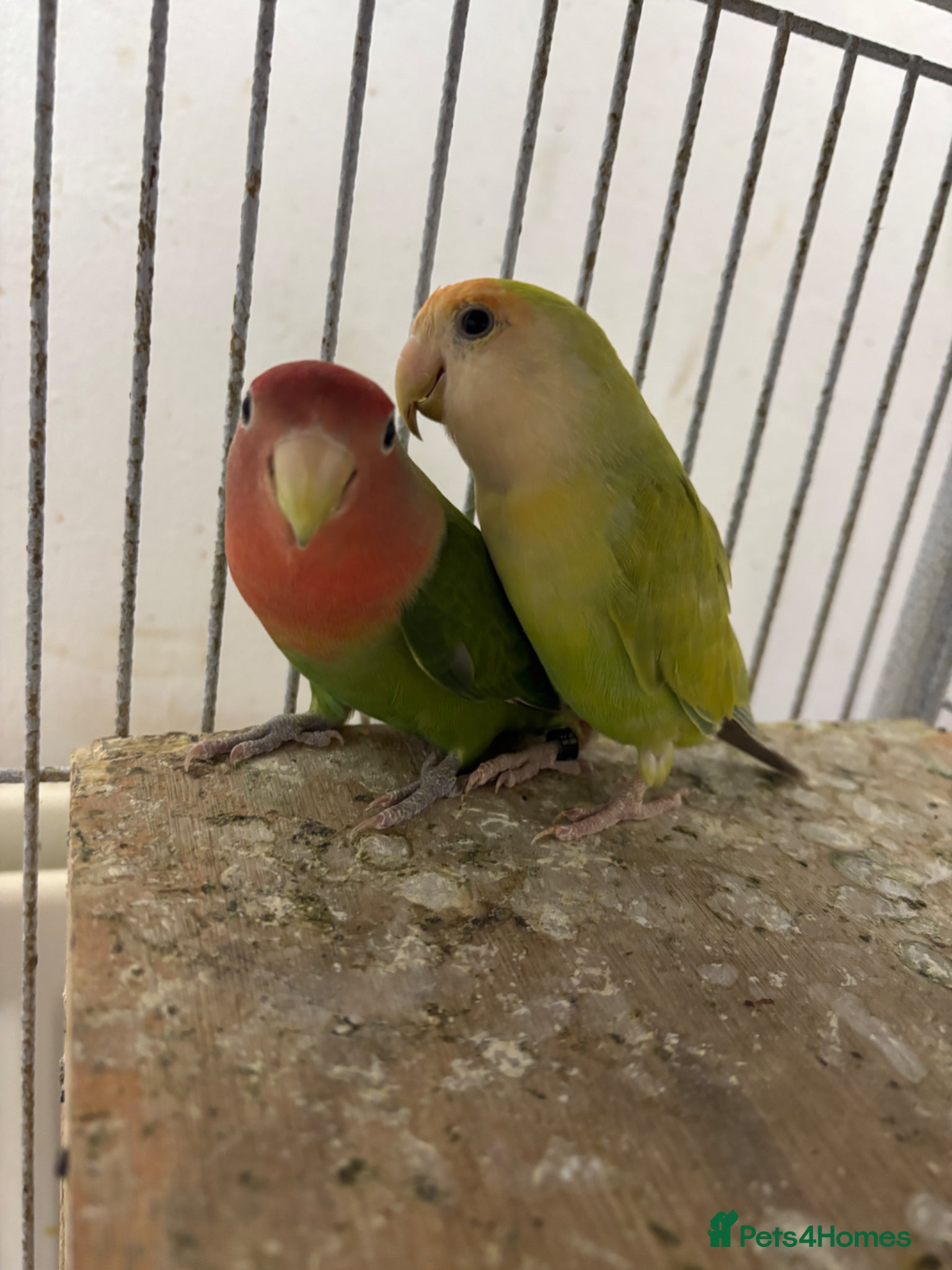 Lovebirds birds Pair of lovebirds for sale - Advert 2