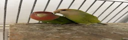Lovebirds birds for sale: Pair of lovebirds for sale - Advert 2