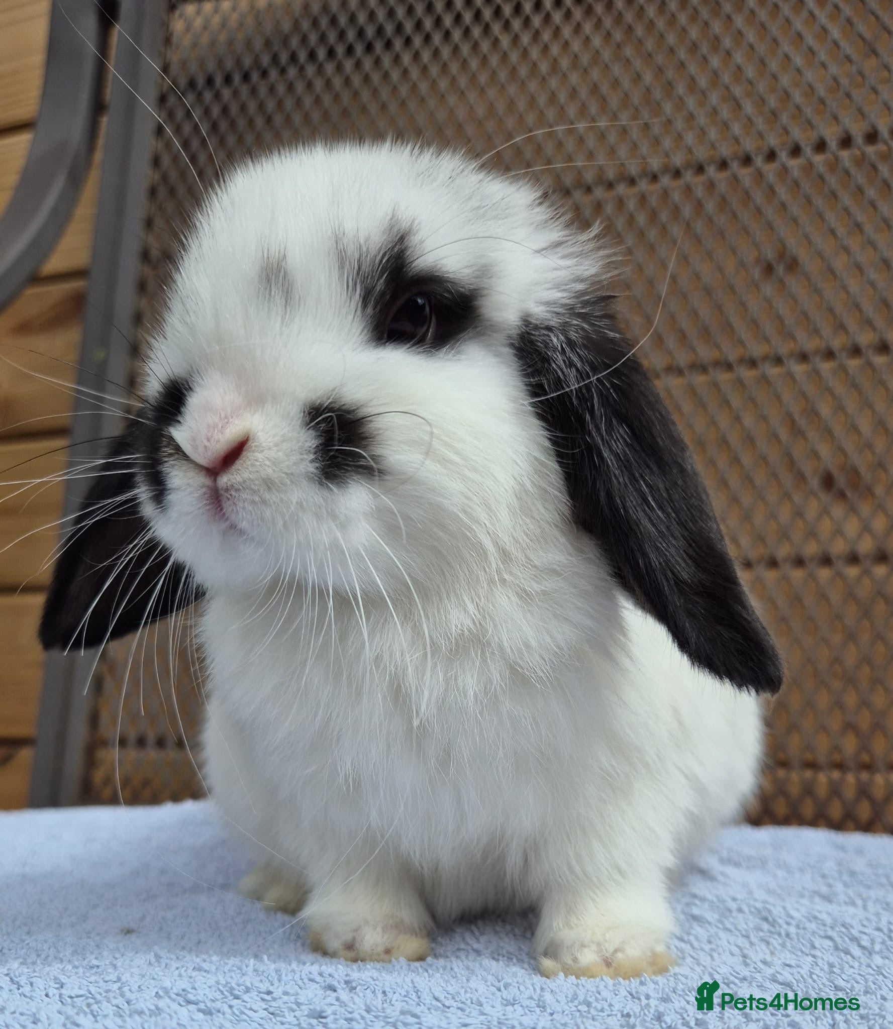 Mini Lop rabbits 8 weeks old mini lops all picture available  - Advert 1