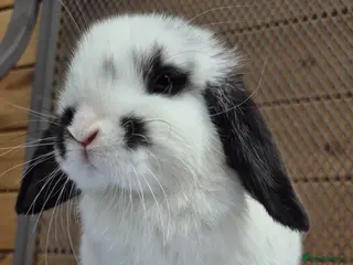 Mini Lop rabbits 8 weeks old mini lops 1 lion lop - Advert 5