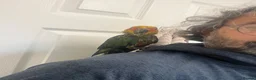 Mixed Breed birds for sale: Beautiful Hand-Reared Sun Conure Babies – Weaned  - Advert 17