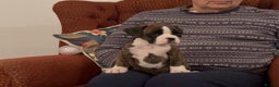 Boxer dogs for sale: adorable boxer puppies  - Advert 12