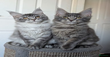 Maine Coon cats - Advert 11