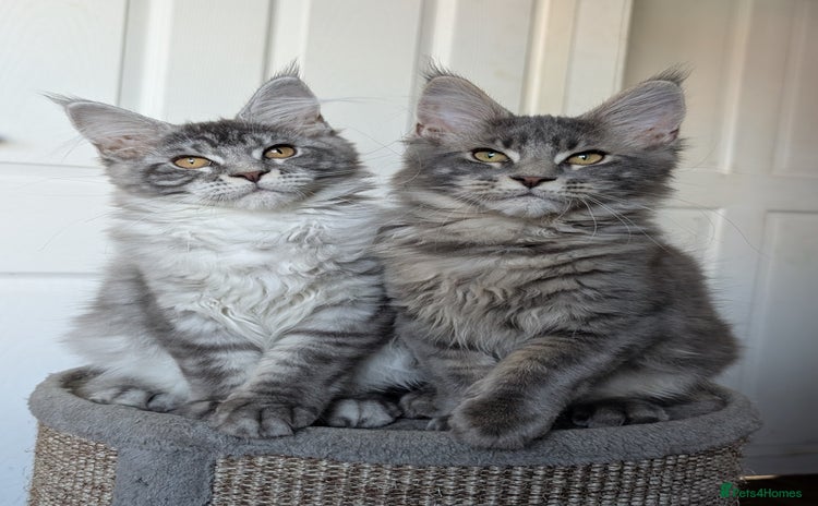 Maine Coon cats - Advert 2
