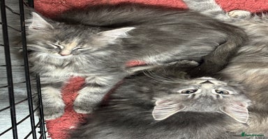 Maine Coon cats - Advert 1