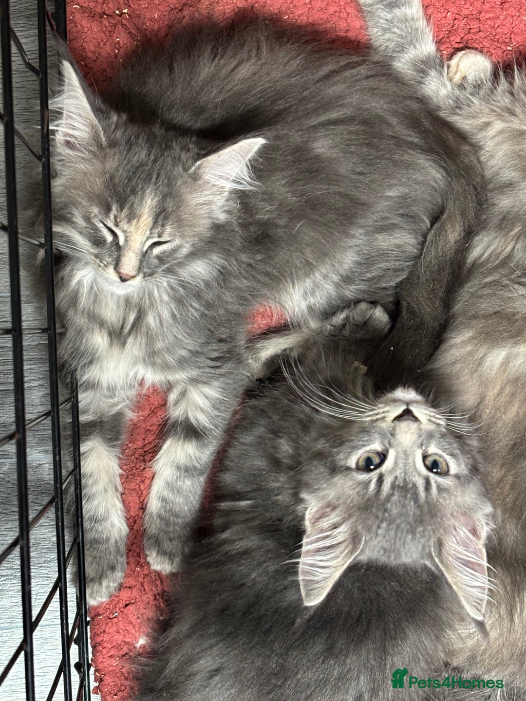 Maine Coon cats for sale: Stunning TICA maine coon kittens ready now!  - Image 3