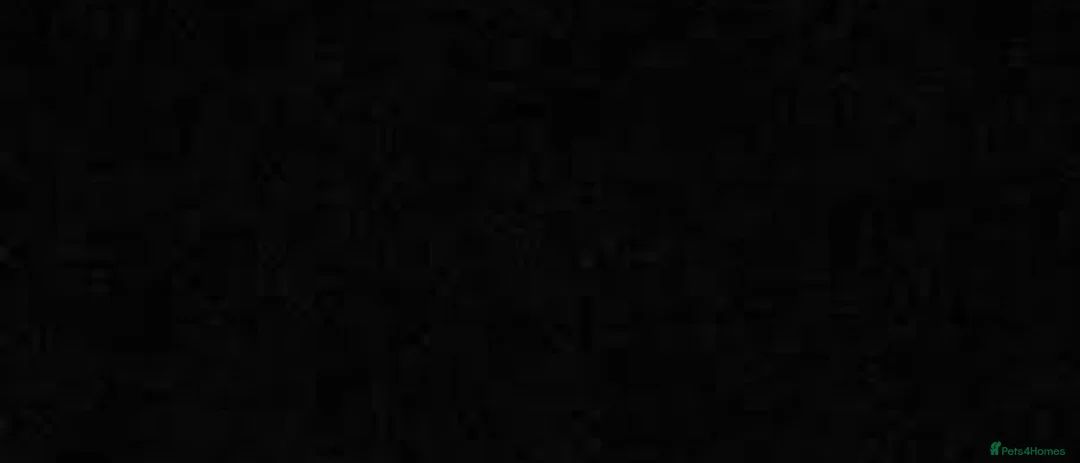 Scottish Fold cats for sale: Male Scottish straight kitten  - Advert 2