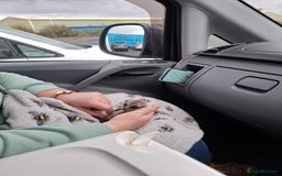 Mixed Breed livestock for sale: Pair of Meerkats  - Advert 3