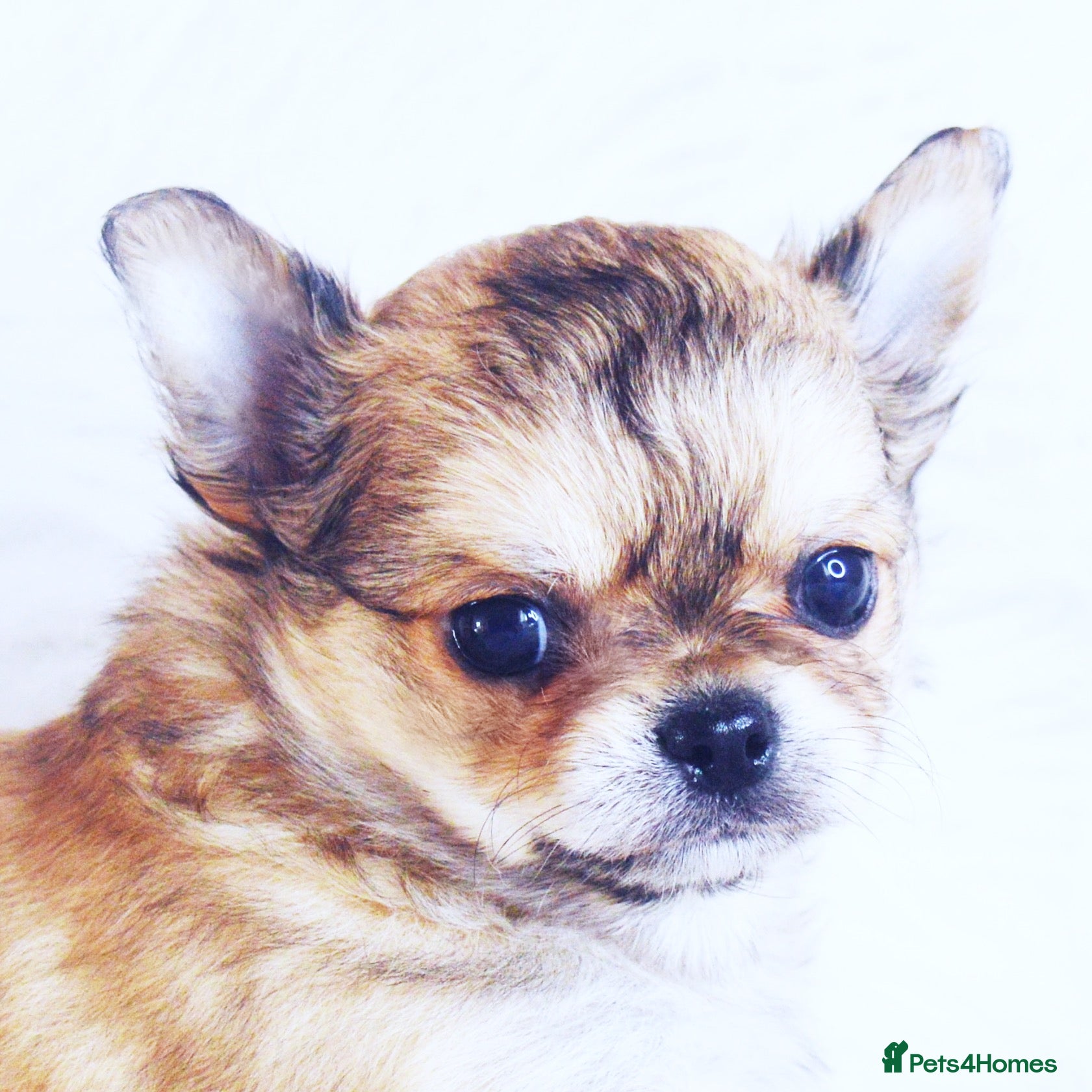 Chihuahua dogs KC REGISTERED CHIHUAHUAS HEALTH TESTED  - Advert 1