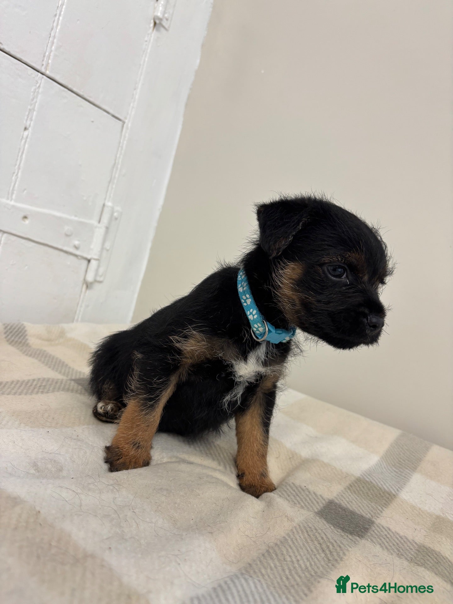 Border Terrier dogs 2 girls left 💕KC reg border terrier puppies  - Advert 1