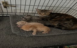American Shorthair cats for sale: 4 stunning bsh x American short kittens avail - Image 28