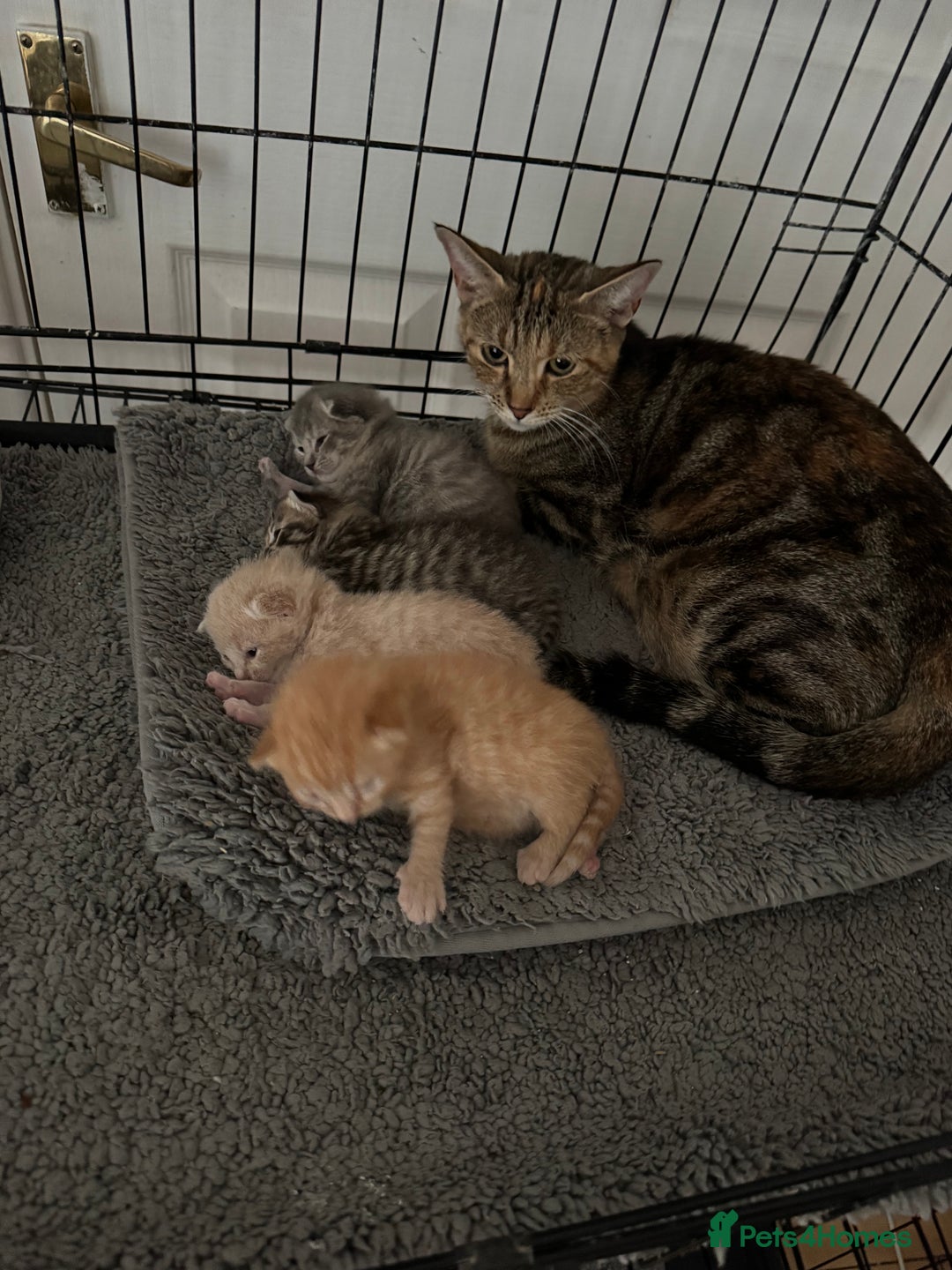 American Shorthair cats for sale: 4 stunning bsh x American short kittens avail - Image 28