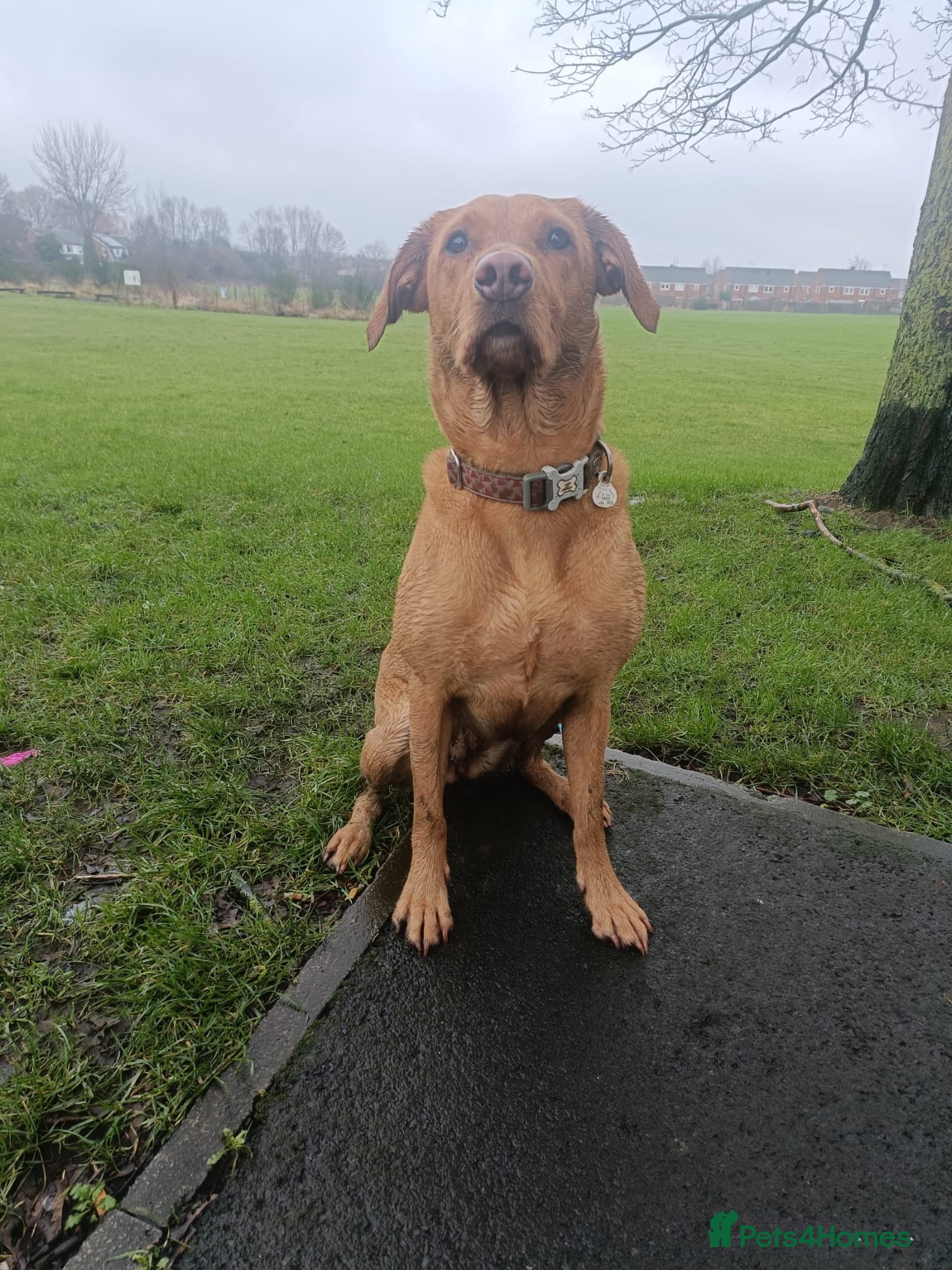 Labrador Retriever dogs KC Registered fox red labrador  - Advert 7