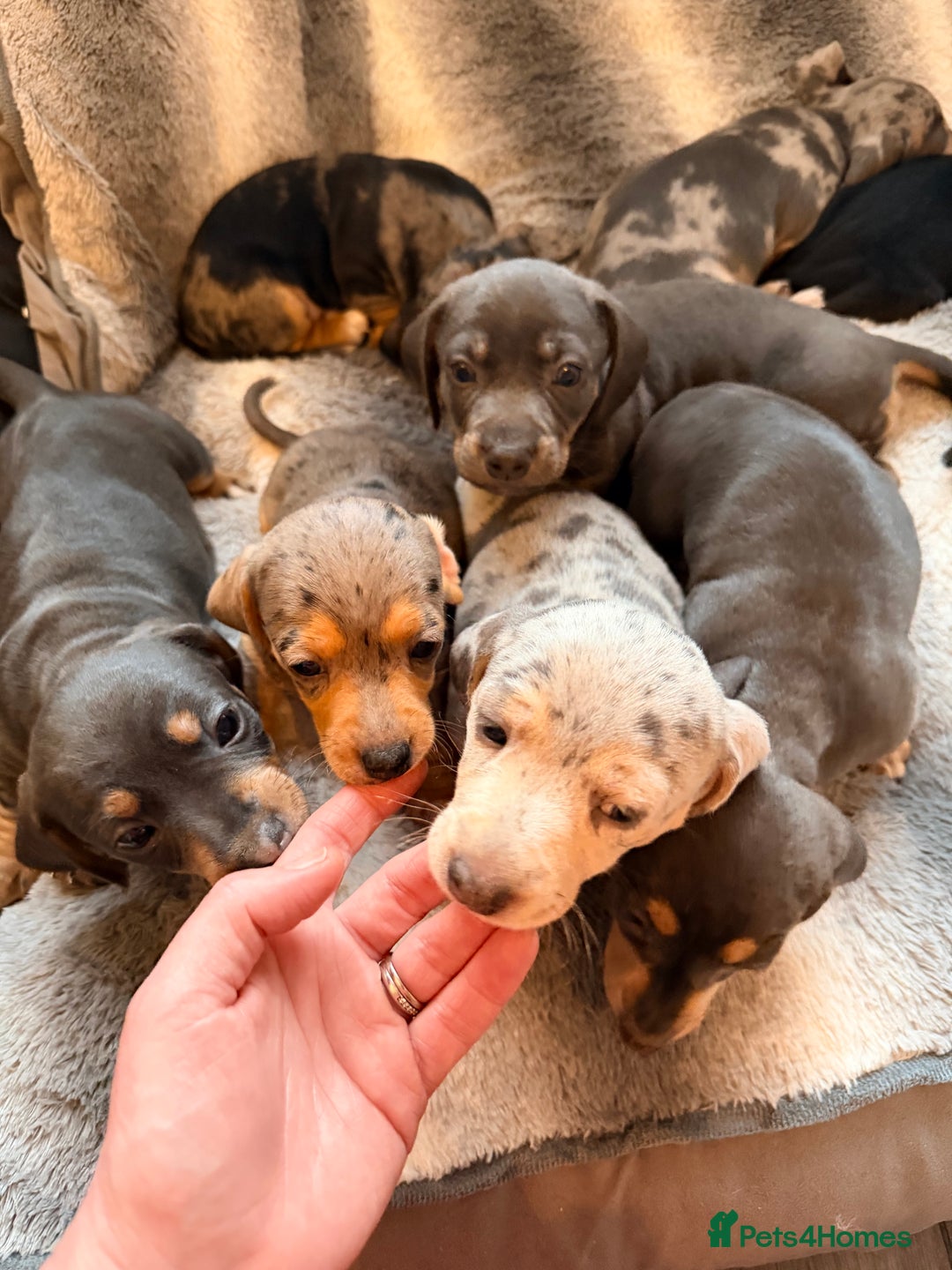 Dachshund dogs for sale: Family dogs first puppies - stunning Dachshunds  - Advert 8