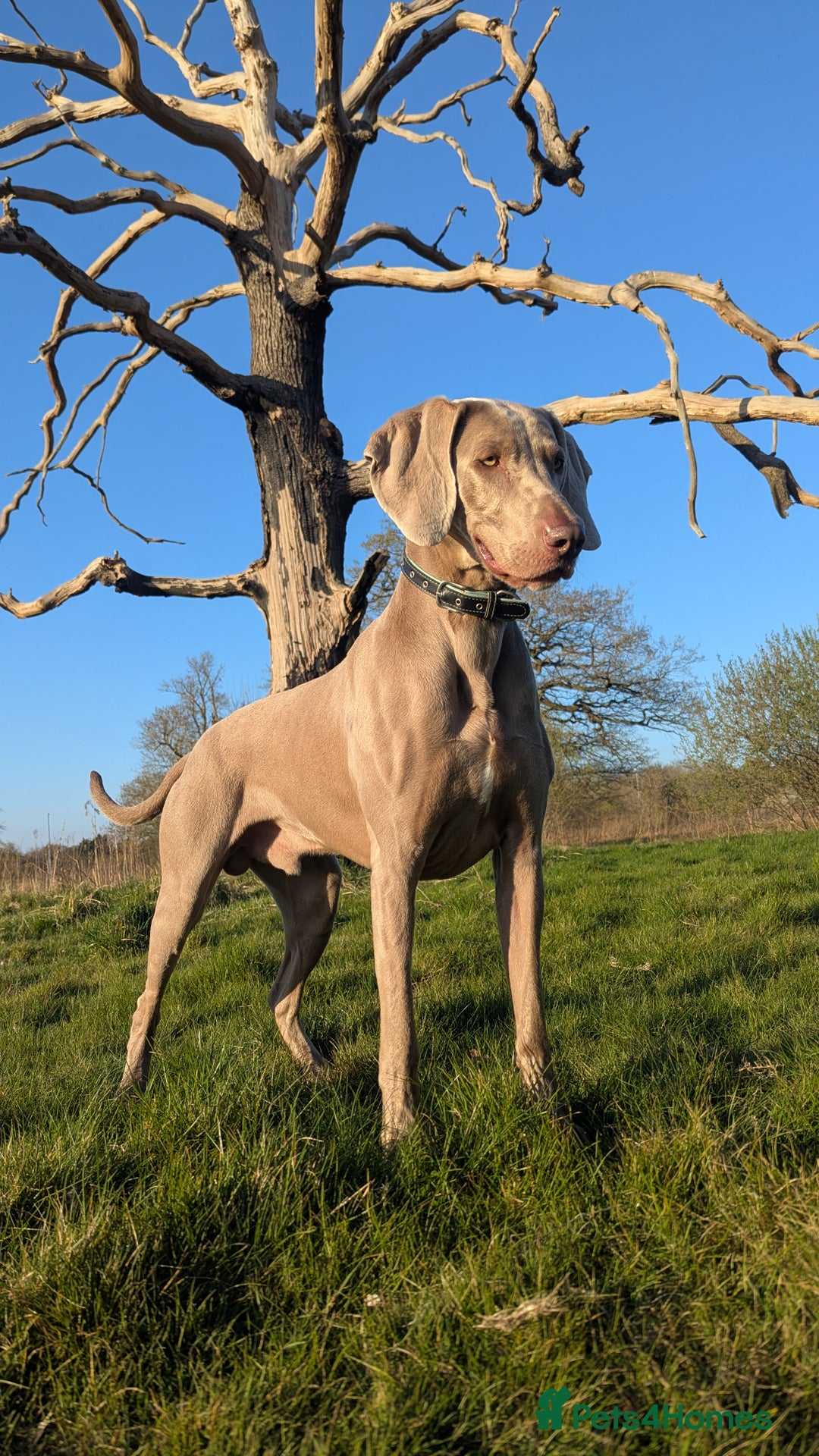 Weimaraner dogs for stud: Dog For Breeding  - Advert 1