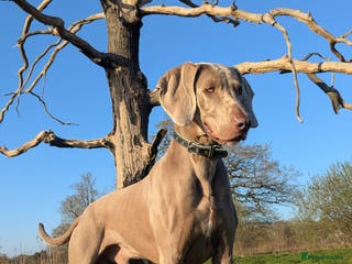 Weimaraner dogs Dog For Breeding - Advert 4