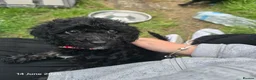 Mixed Breed dogs for sale: Black cockapoo  - Advert 4