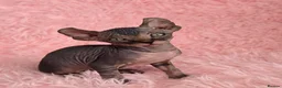 Sphynx cats for sale: 🐾 Gorgeous Sphynx Kittens – Reservations Open! 🐾 - Advert 23