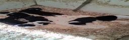 Border Collie dogs for sale: Border Collie pups for sale - Advert 8