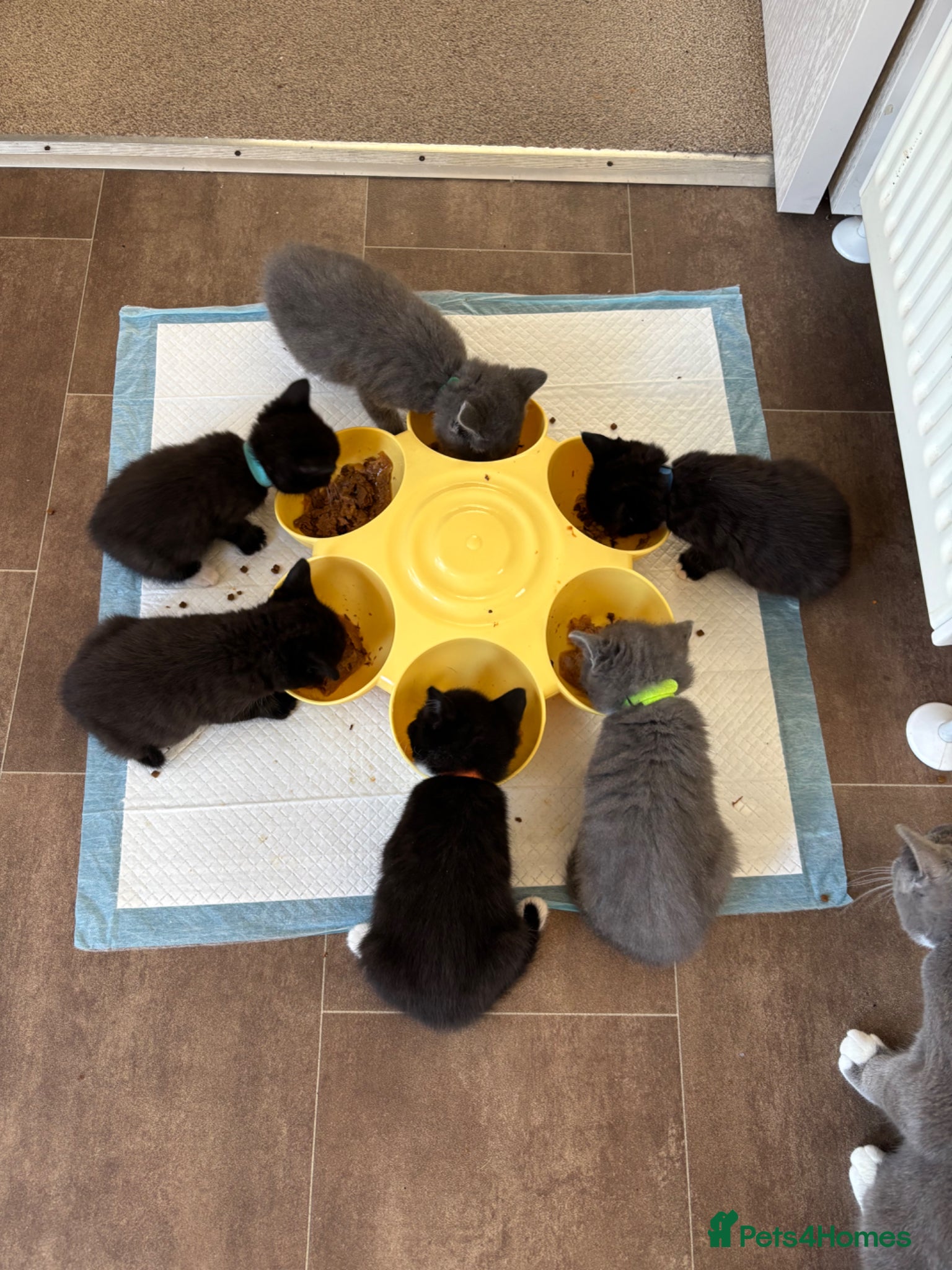 British Shorthair cats for sale: Adorable kittens for sale in Saltash - Advert 2