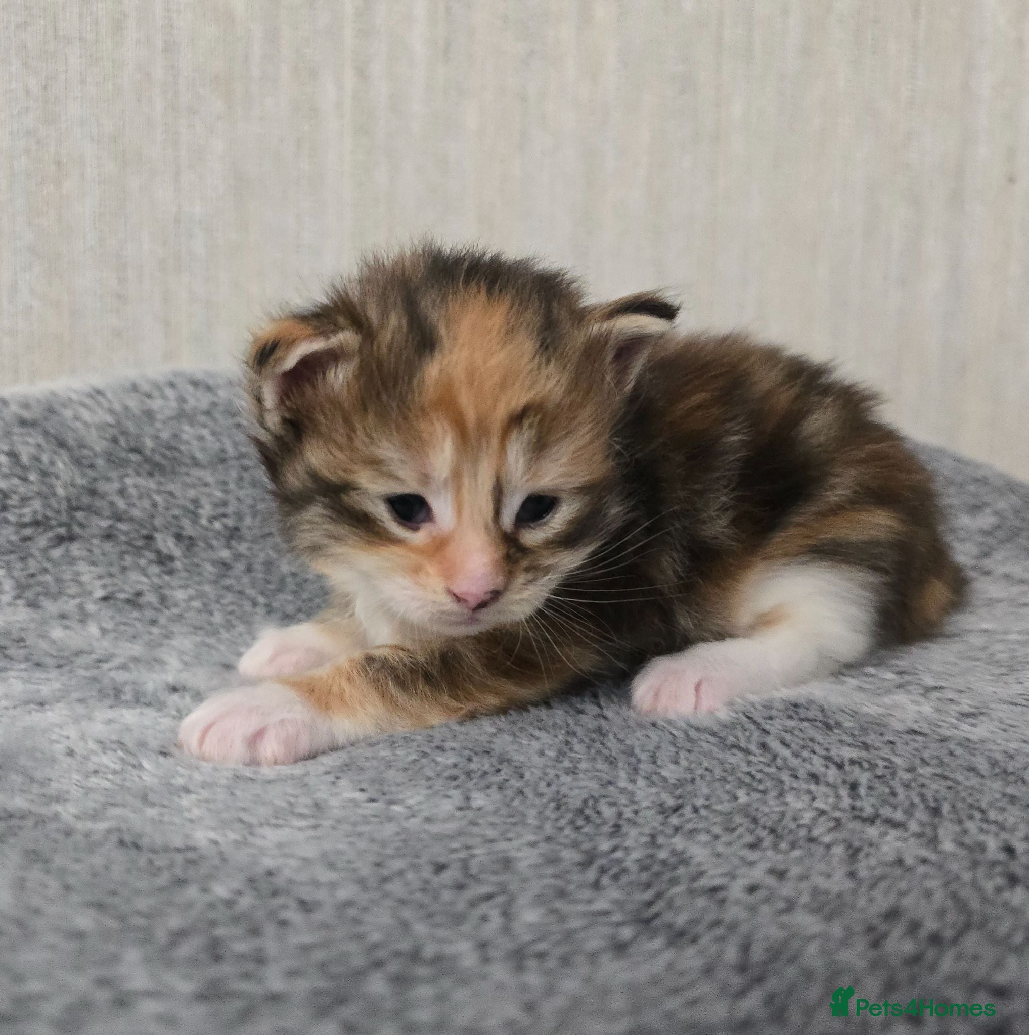 Maine Coon cats Beautiful Maine Coon Kittens  - Advert 2