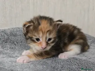 Maine Coon cats for sale: Beautiful Maine Coon Kittens - Advert 1