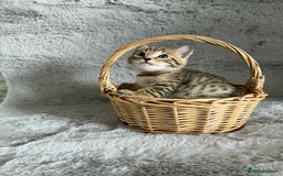 Bengal cats for sale: Stunning bengal kittens for sale to loving home - Image 3