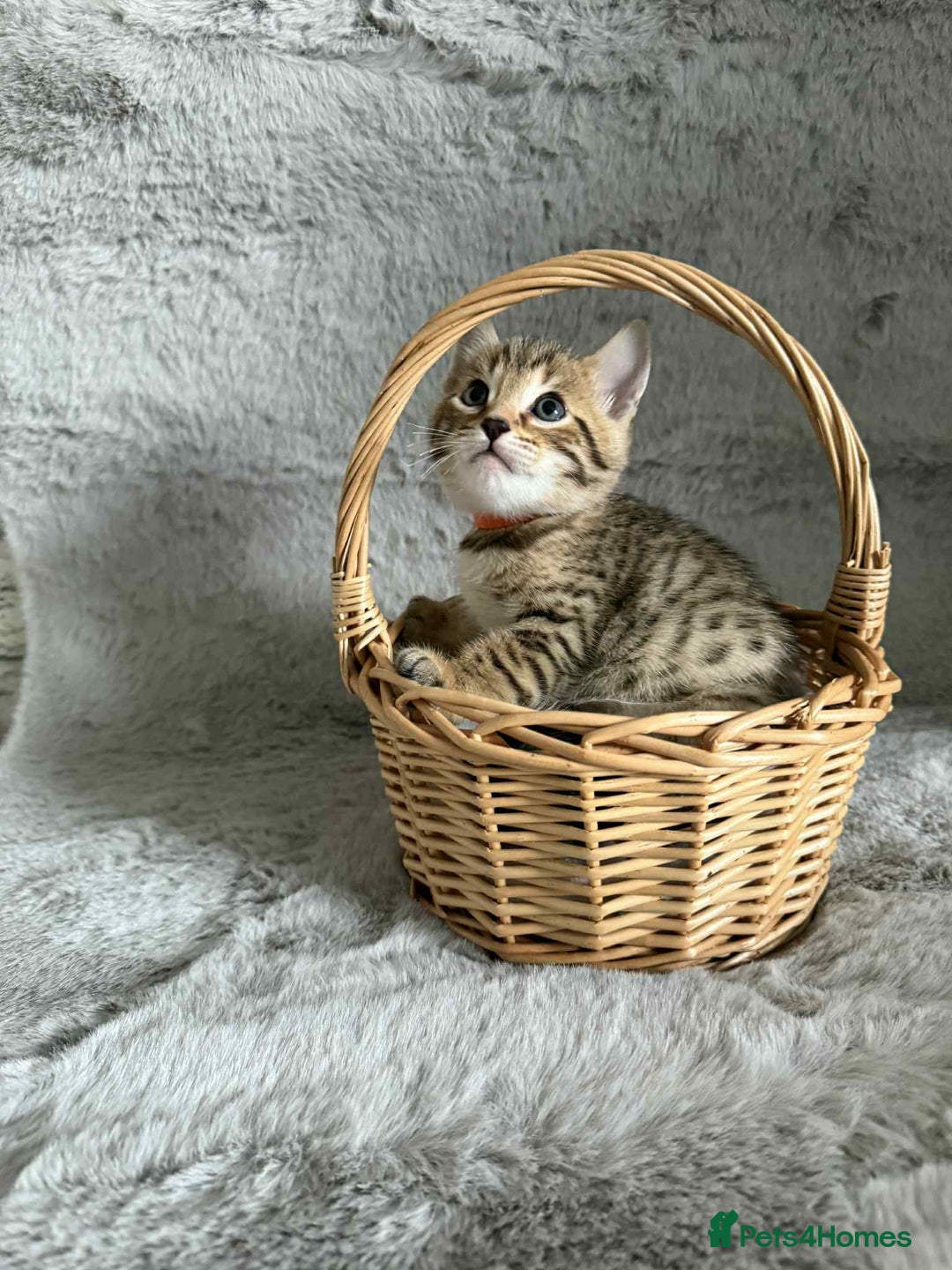 Bengal cats for sale: Stunning bengal kittens for sale to loving home - Image 3