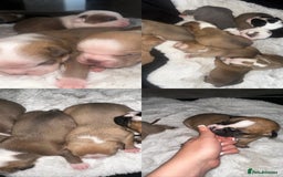 Olde English Bulldogge dogs for sale: Olde English Bulldogge Puppies  - Image 4