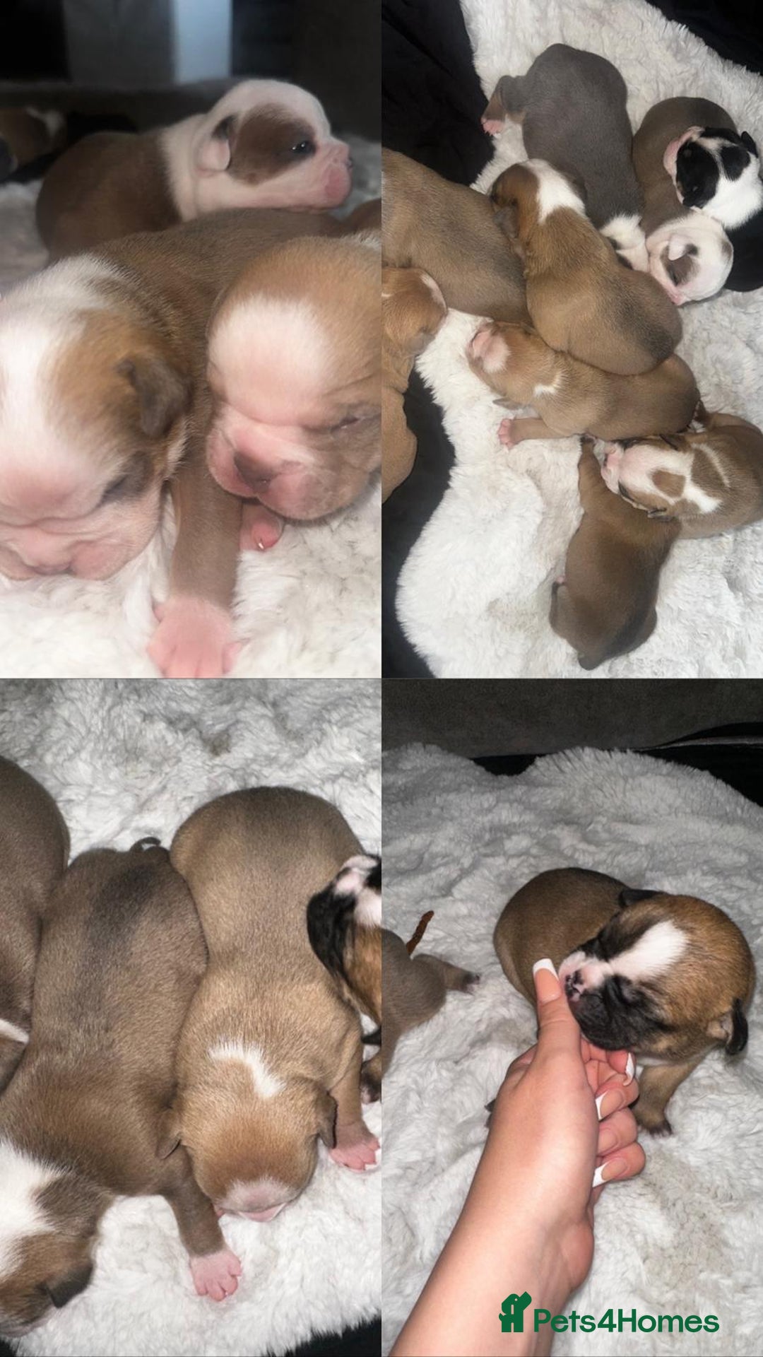 Olde English Bulldogge dogs for sale: Olde English Bulldogge Puppies  - Image 4