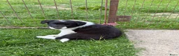 Border Collie dogs for sale: Excellent Border Collie Puppies  in Buxton - Advert 8