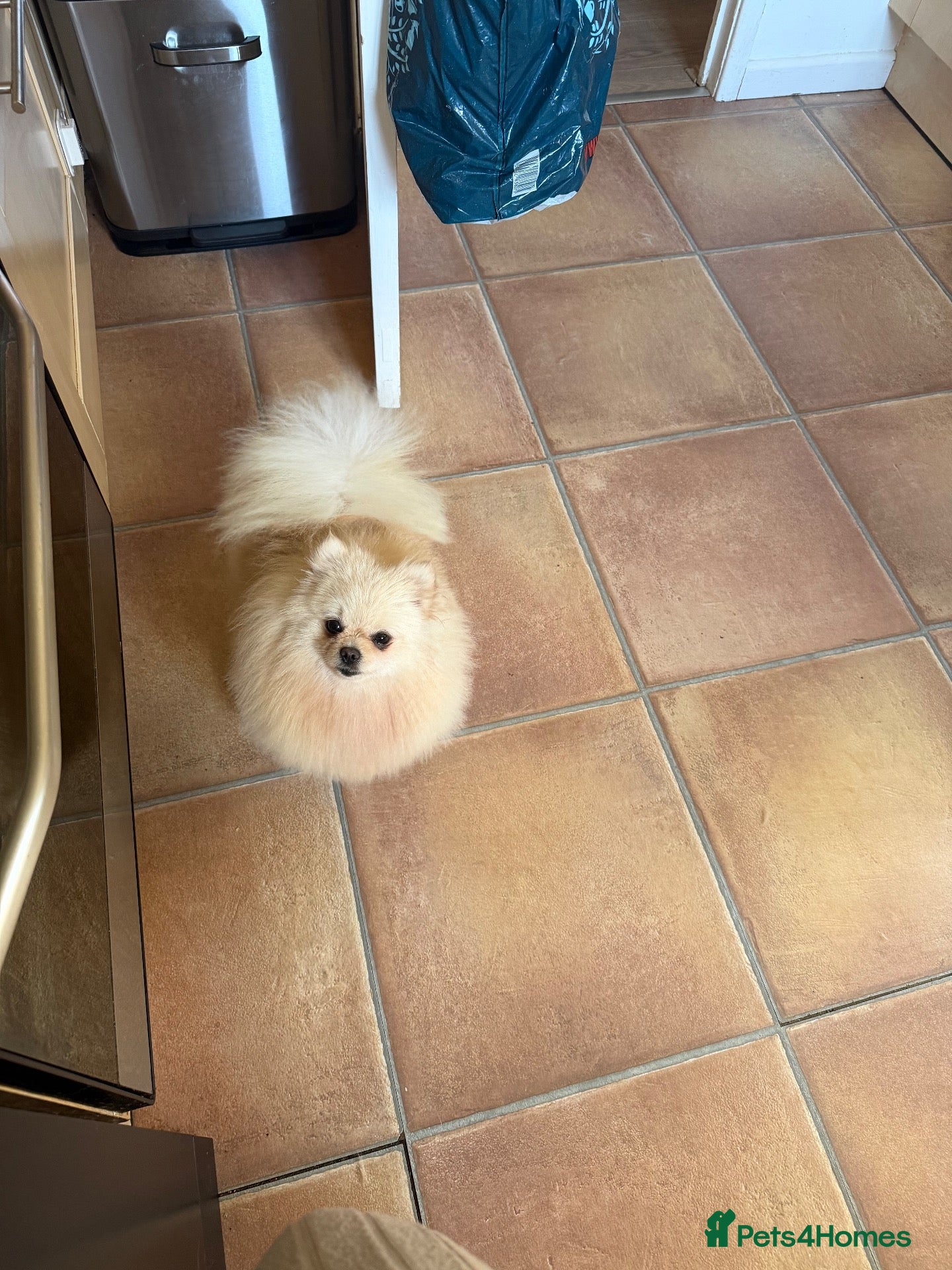 Pomeranian dogs KC registered cream pomeranian female  - Advert 1