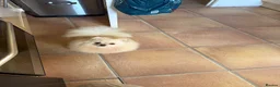 Pomeranian dogs for sale: KC registered cream pomeranian female  - Advert 1