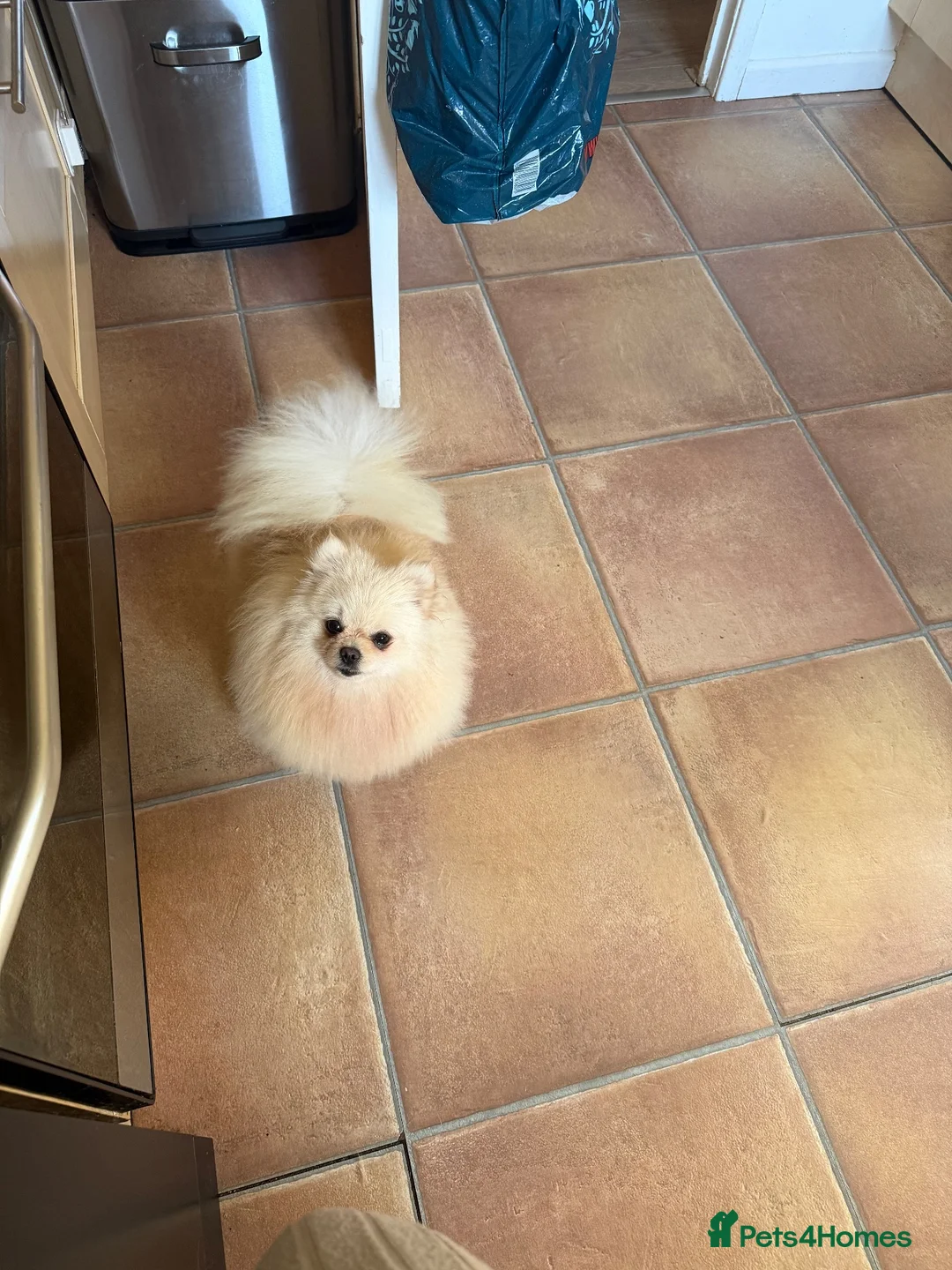 Pomeranian dogs for sale: KC registered cream pomeranian female  - Advert 1