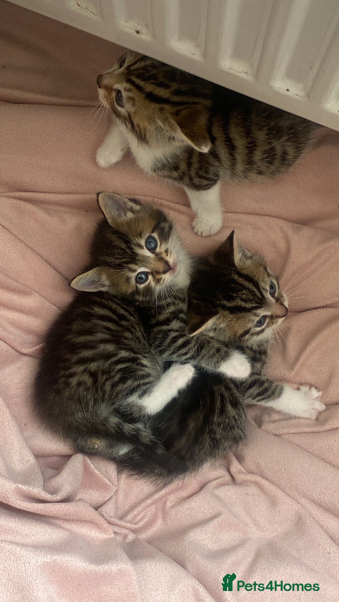 Mixed Breed cats for sale: Mixed breed kittens for adoption  in Dagenham - Image 3