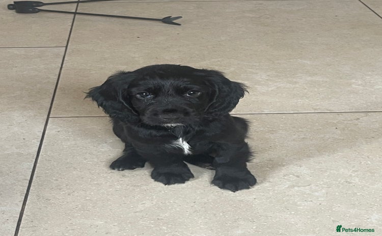 Cocker Spaniel dogs - Advert 5